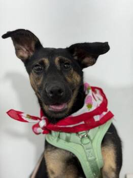 Monet-One of our Amazing Rescue Dogs -  German Pinscher and German Shepherd Dog Dog for Adoption in Carlsbad, California - Monet-One Of Our Amazing Rescue Dogs | PetCurious