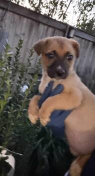 Anne -  Golden Retriever Dog for Adoption in Bull Valley, Illinois - Anne | PetCurious
