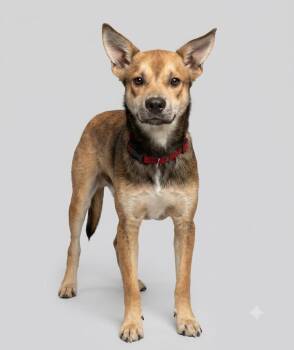Crook -  Shepherd and Mixed Breed Dog for Adoption in St. Augustine, Florida - Crook | PetCurious