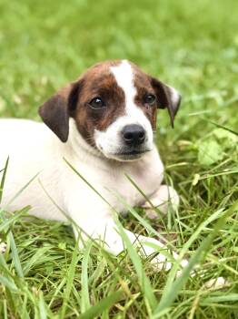 Hardy- Transport -  Chihuahua and Terrier Dog for Adoption in Gradyville, Kentucky - Hardy- Transport | PetCurious
