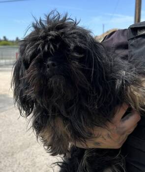 Terrier Dogs Available for Adoption in Victorville, California - Aster | PetCurious