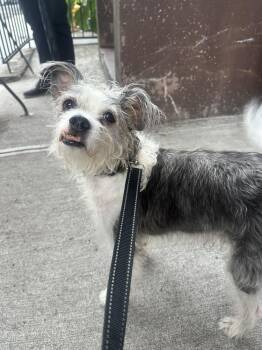 Ringo -  Jack Russell Terrier and Boston Terrier Dog for Adoption in New York, New York - Ringo | PetCurious