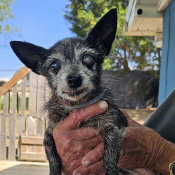 Mixed Breed Dogs Available for Adoption in Pulaski, Tennessee - TNGC-Stray-1159 | PetCurious