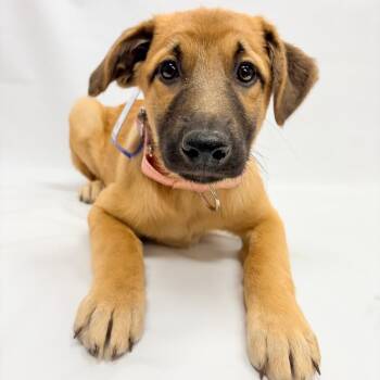 788 (2026) Cheyenne -  German Shepherd Dog and Great Pyrenees Dog for Adoption in Parker, Colorado - 788 (2026) Cheyenne | PetCurious