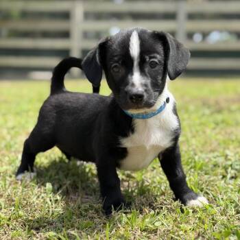 LEROY -  Mixed Breed Dog for Adoption in West Palm Beach, Florida - LEROY | PetCurious