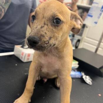 Leon S. Kennedy -  Catahoula Leopard Dog and Mixed Breed Dog for Adoption in Lake Panasoffkee, Florida - Leon S. Kennedy | PetCurious