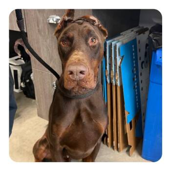 King -  Doberman Pinscher and None Dog for Adoption in Tampa, Florida - King | PetCurious