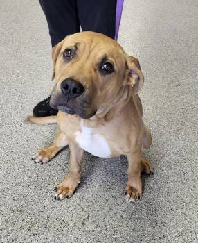 Massy -  Mastiff Dog for Adoption in Zimmerman, Minnesota - Massy | PetCurious