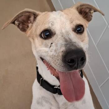 Cattle Dog Dogs Available for Adoption in West Palm Beach, Florida - Pebbles | PetCurious