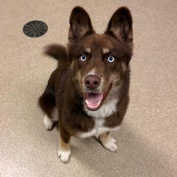 Bentley -  Mixed Breed Dog for Adoption in Bristol, Indiana - Bentley | PetCurious