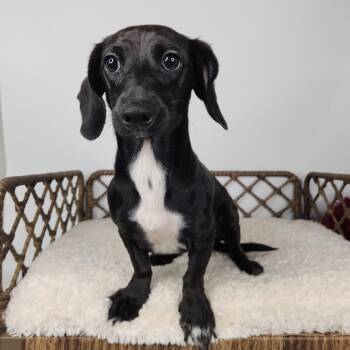 May -  Dachshund and Mixed Breed Dog for Adoption in Fort Wayne, Indiana - May | PetCurious