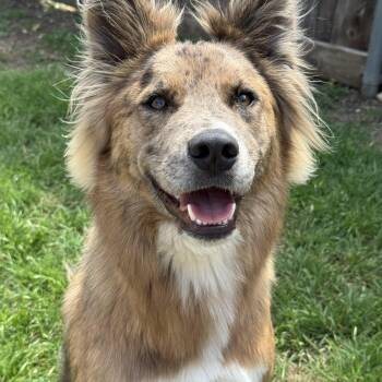 Camo -  Australian Shepherd Dog for Adoption in Krum, Texas - Camo | PetCurious