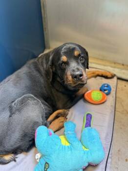 Gino -  Rottweiler Dog for Adoption in Gilbert, Arizona - Gino | PetCurious