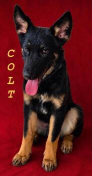 Colt -  German Shepherd Dog Dog for Adoption in Monticello, Minnesota - Colt | PetCurious