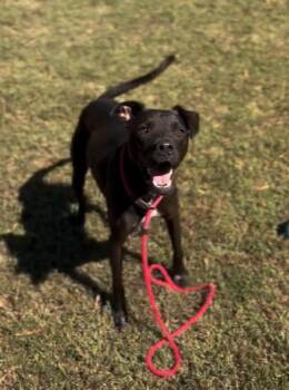 Winston -  American Staffordshire Terrier Dog for Adoption in Collierville, Tennessee - Winston | PetCurious
