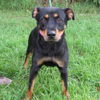 Buffy -  Rottweiler Dog for Adoption in Lake Jackson, Texas - Buffy | PetCurious