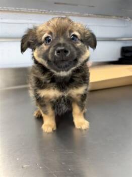 Australian Shepherd Dogs Available for Adoption in Westminster, Maryland - SNOOKIE | PetCurious