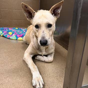 Lamont -  Shepherd and Mixed Breed Dog for Adoption in Corpus Christi, Texas - Lamont | PetCurious