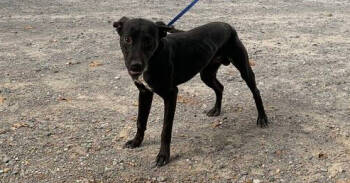 Rescue Pointer Dogs for Adoption in Naperville, Illinois - Rio | PetCurious