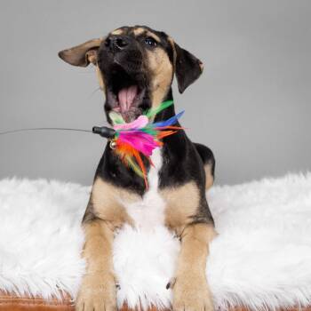 Beagle and Pit Bull Terrier Dogs Available for Adoption in Minneapolis, Minnesota - Balsam | PetCurious