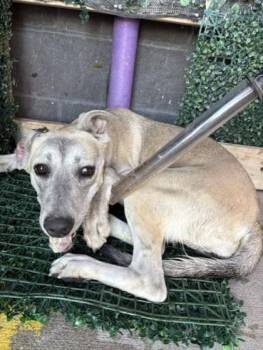 61640101 -  Shepherd and Mixed Breed Dog for Adoption in El Paso, Texas - 61640101 | PetCurious