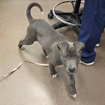 Pit Bull Terrier and Mixed Breed Dogs Available for Adoption in Chattanooga, Tennessee - Foxtrot | PetCurious