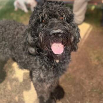 Puff -  Black Labrador Retriever and Standard Poodle Dog for Adoption in Rockville, Maryland - Puff | PetCurious