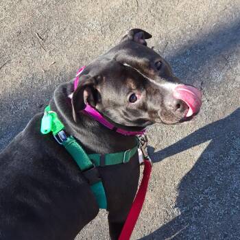 Mixed Breed Dogs Available for Adoption in Fairport, New York - Bonnie | PetCurious