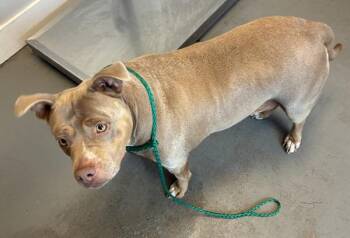 *Gaia* -  Pit Bull Terrier Dog for Adoption in Salt Lake City, Utah - *Gaia* | PetCurious