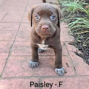 Labrador Retriever and German Shorthaired Pointer Dogs Available for Adoption in Griswold, Connecticut - Paisley | PetCurious