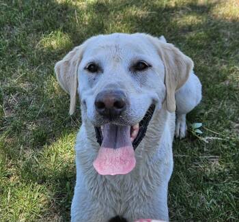 Rescue Labrador Retriever Dogs for Adoption in Colorado Springs, Colorado - Loki | PetCurious