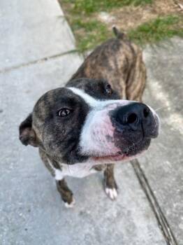 Dirk -  Pit Bull Terrier and Mixed Breed Dog for Adoption in New Orleans, Louisiana - Dirk | PetCurious