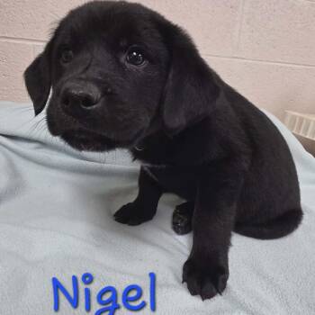 Labrador Retriever Dogs Available for Adoption - Nigel | PetCurious