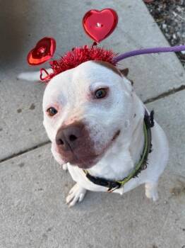 Pit Bull Terrier Dogs Available for Adoption - Snowcone | PetCurious