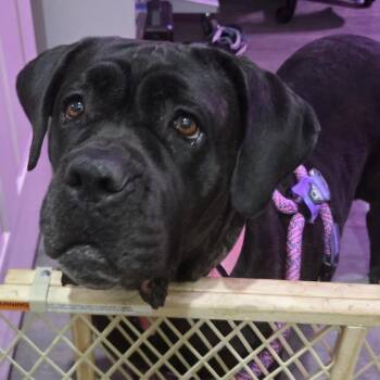 Mastiff and Cane Corso Dogs Available for Adoption - Betty | PetCurious