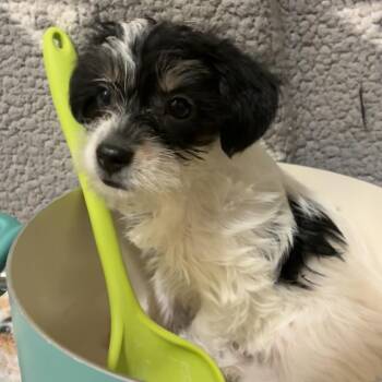 Three Bean -  Wire Fox Terrier Dog for Adoption in Northbrook, Illinois - Three Bean | PetCurious