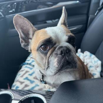 Rescue French Bulldog Dogs for Adoption in Turlock, California - Winnie | PetCurious