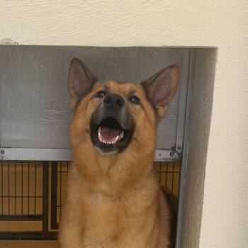 Ton -  Mixed Breed Dog for Adoption in Asheville, North Carolina - Ton | PetCurious