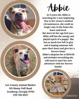 Abbie -  Mixed Breed Dog for Adoption in Leesburg, Georgia - Abbie | PetCurious