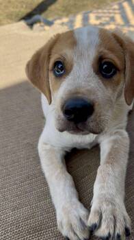 Australian Cattle Dog Blue Heeler Dogs Available for Adoption - Bucky | PetCurious