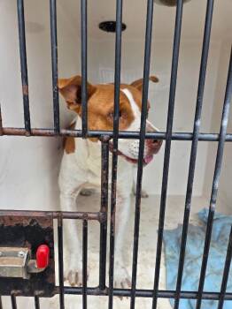 Oliver -  Mixed Breed Dog for Adoption in Mobile, Alabama - Oliver | PetCurious