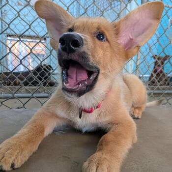 Pauly -  Shepherd and Mixed Breed Dog for Adoption in Tulsa, Oklahoma - Pauly | PetCurious