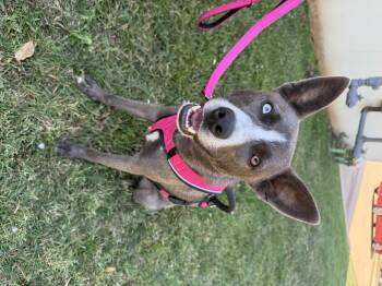 Rescue Husky Dogs for Adoption in Oklahoma City, Oklahoma - Nancy Sinatra | PetCurious