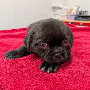 Bea -  Pug and Mixed Breed Dog for Adoption in St. Augustine, Florida - Bea | PetCurious