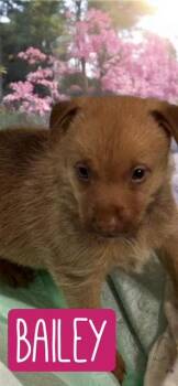 Mixed Breed Dogs Available for Adoption in Quitman, Texas - BAILEY | PetCurious