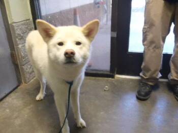 MAGGIE -  Husky Dog for Adoption in Tulsa, Oklahoma - MAGGIE | PetCurious