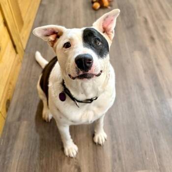 Pit Bull Terrier and Labrador Retriever Dogs Available for Adoption - Minnie Moomoo The Snuggly Couch Cow | PetCurious