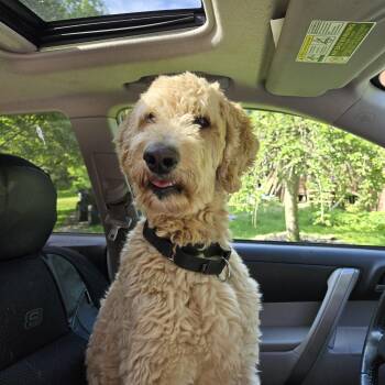 Finn -  Poodle and Golden Retriever Dog for Adoption in Friendship, New York - Finn | PetCurious