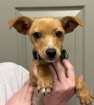 Skippy -  Chihuahua and Dachshund Dog Available for Adoption in Littleton, Colorado - Skippy | PetCurious