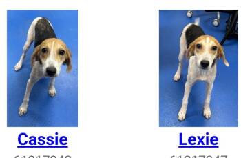 CASSIE -  Hound Dog for Adoption in Holbrook, New York - CASSIE | PetCurious
